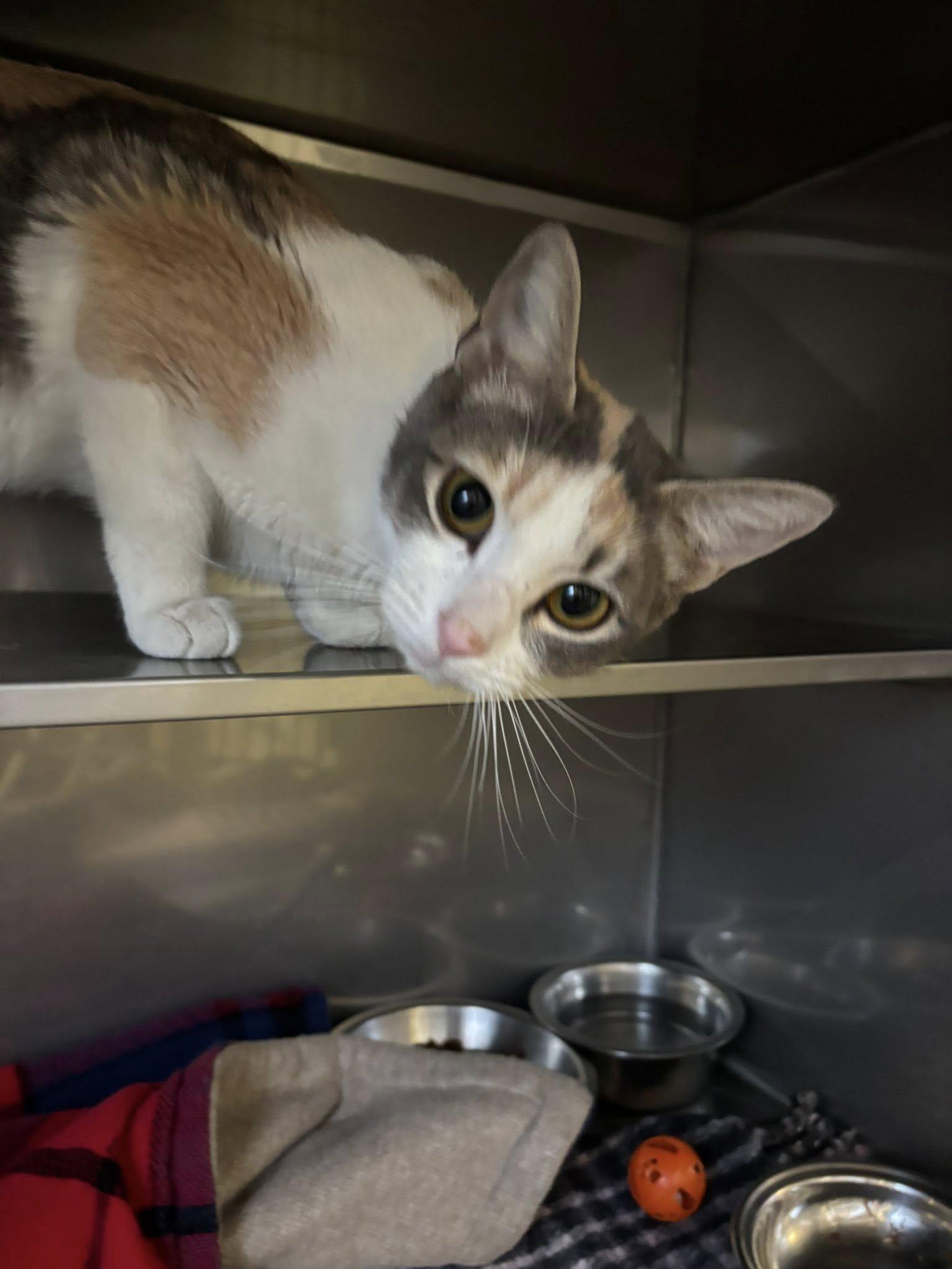 Ophelia , ADOPTABLE, Young Female Domestic Short Hair.