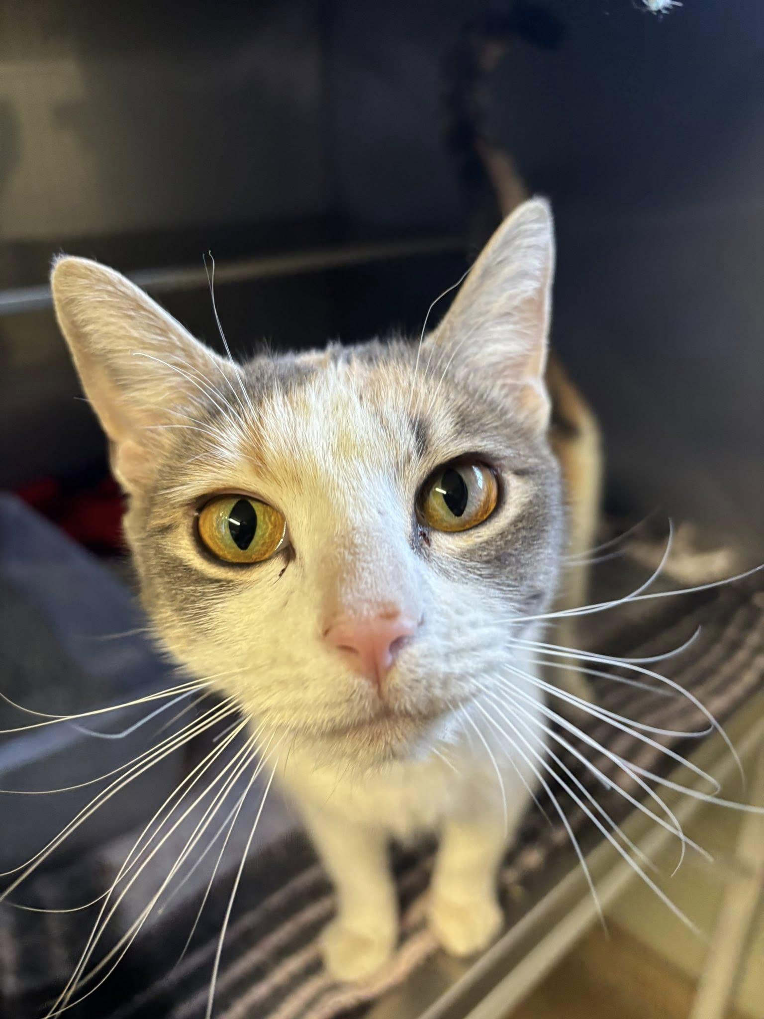 Ophelia , a ADOPTABLE Domestic Short Hair in Montrose, CO image 5/5