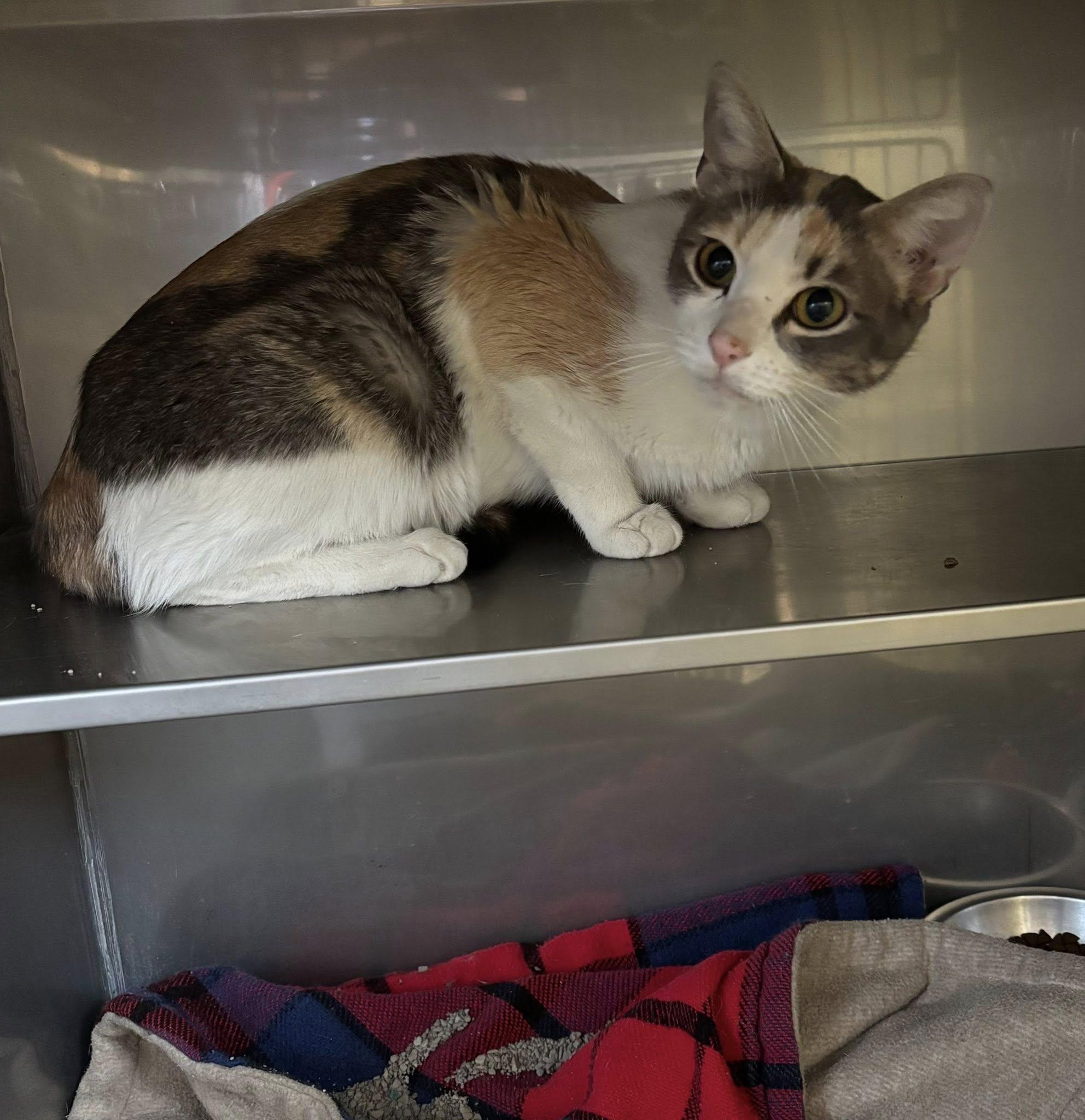 Ophelia , a ADOPTABLE Domestic Short Hair in Montrose, CO image 3/5