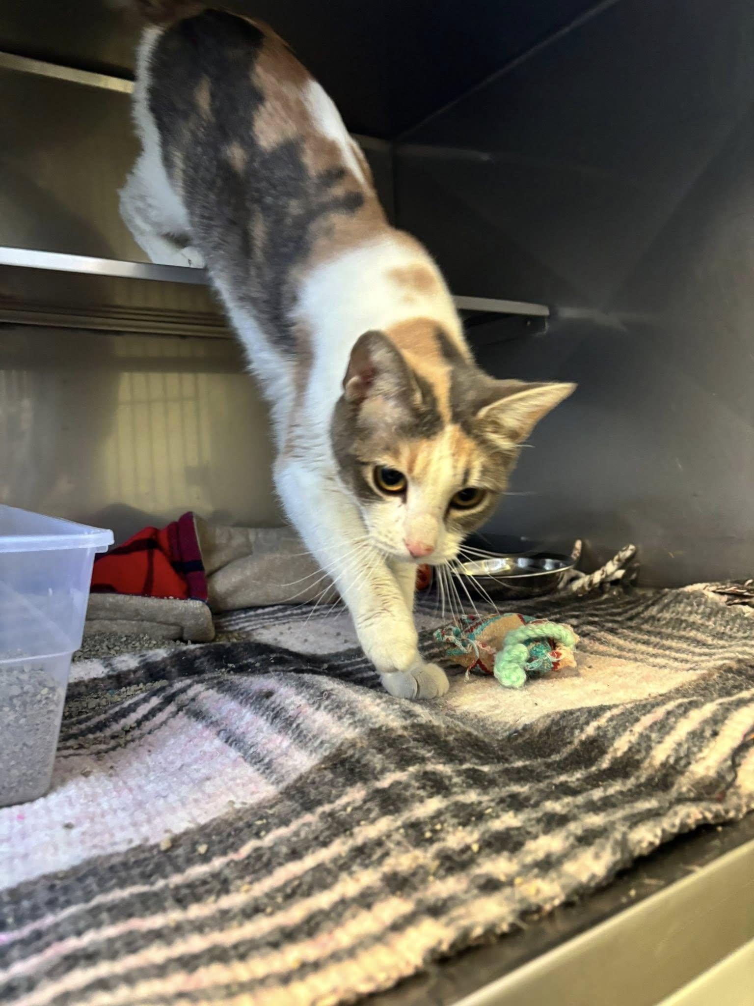 Ophelia , a ADOPTABLE Domestic Short Hair in Montrose, CO image 4/5