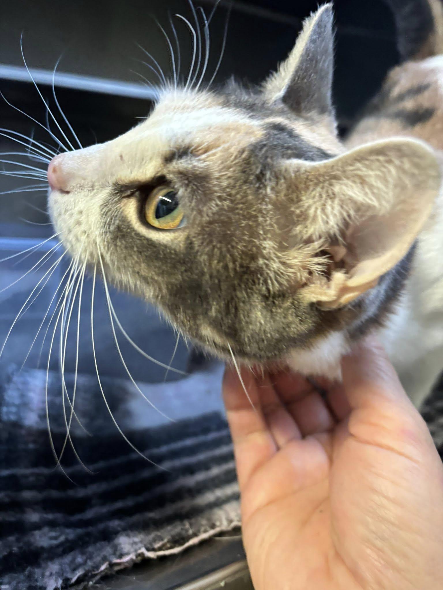 Ophelia , a ADOPTABLE Domestic Short Hair in Montrose, CO image 2/5