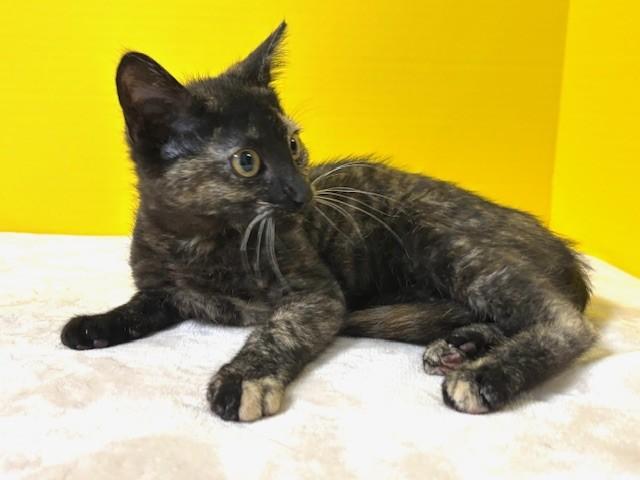 Enlarge Grand Slam, a ADOPTABLE Domestic Short Hair in Hawk Point, MO image 3/4
