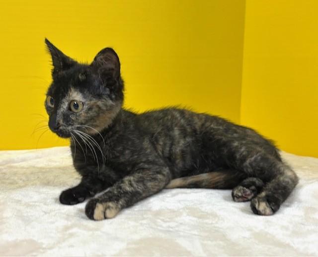Enlarge Grand Slam, a ADOPTABLE Domestic Short Hair in Hawk Point, MO image 2/4