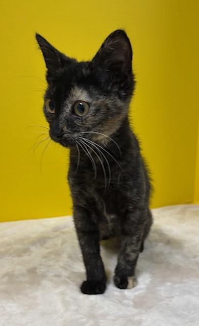 Enlarge Grand Slam, a ADOPTABLE Domestic Short Hair in Hawk Point, MO image 4/4