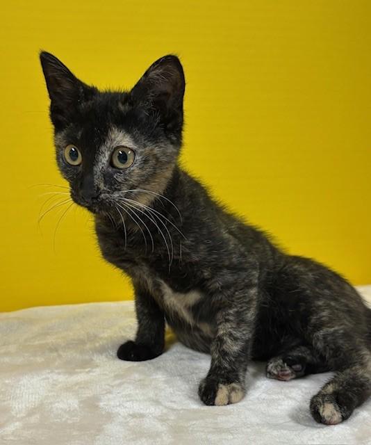 Enlarge Grand Slam, a ADOPTABLE Domestic Short Hair in Hawk Point, MO image 1/4