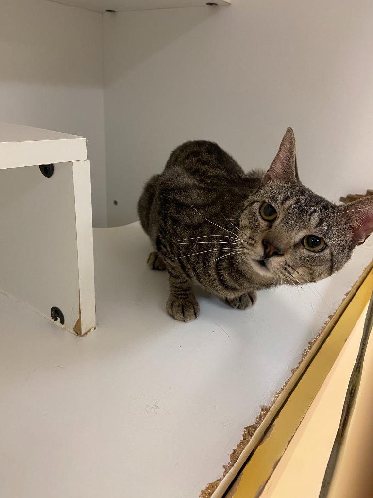Enlarge Cat Condo #9 Milo, a Adoptable mixed breed in Greenville, TX image 2/3