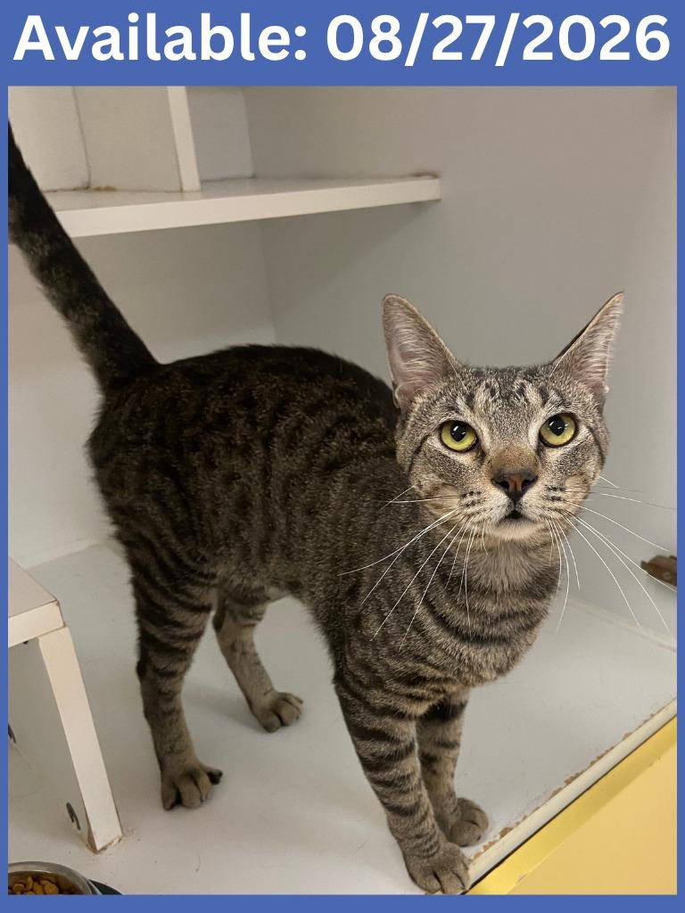 Enlarge Cat Condo #9 Milo, a Adoptable mixed breed in Greenville, TX image 3/3