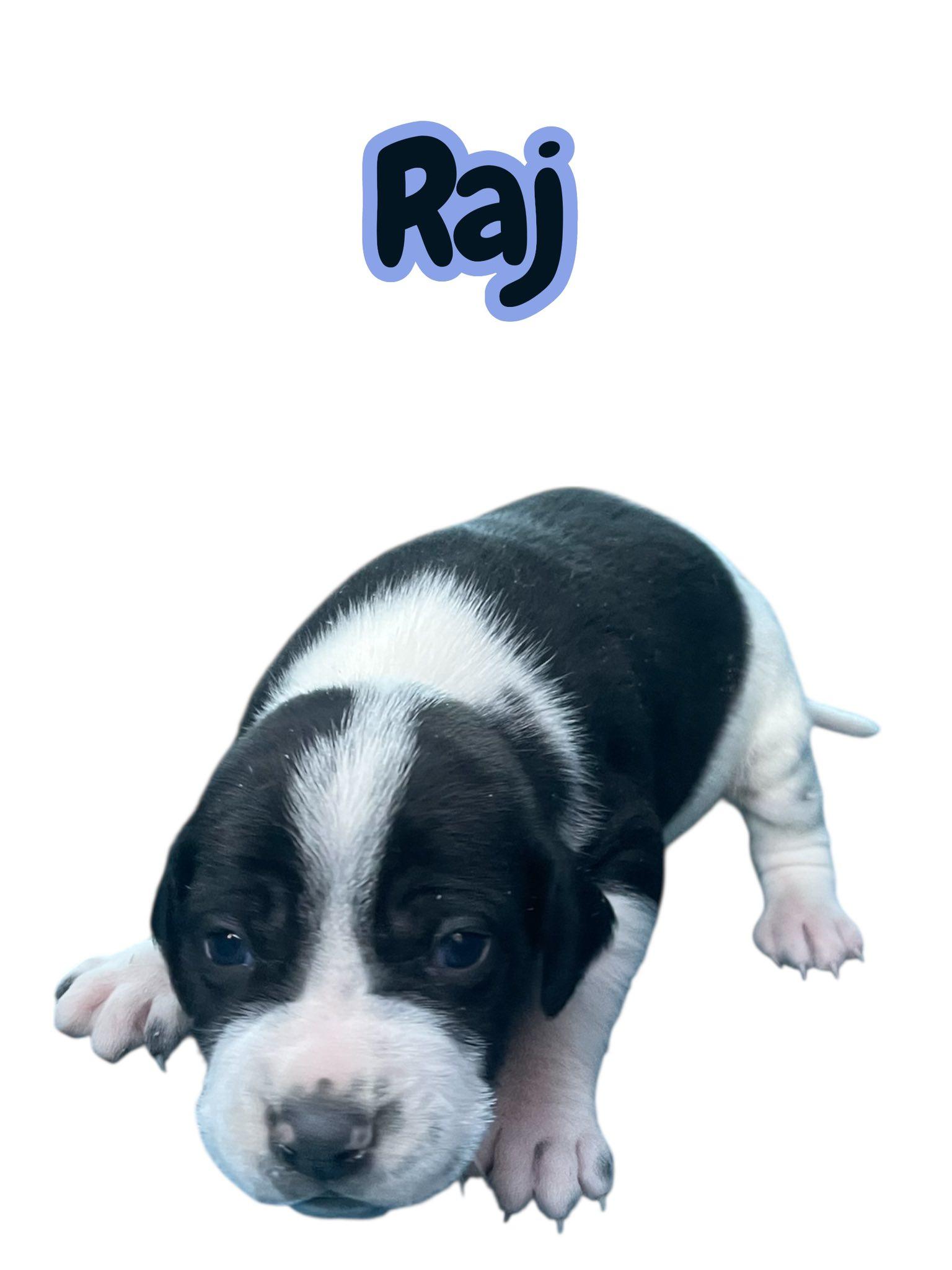 Enlarge Raj (Big Bang Litter), a Adoptable mixed breed in Charlotte, NC image 2/3