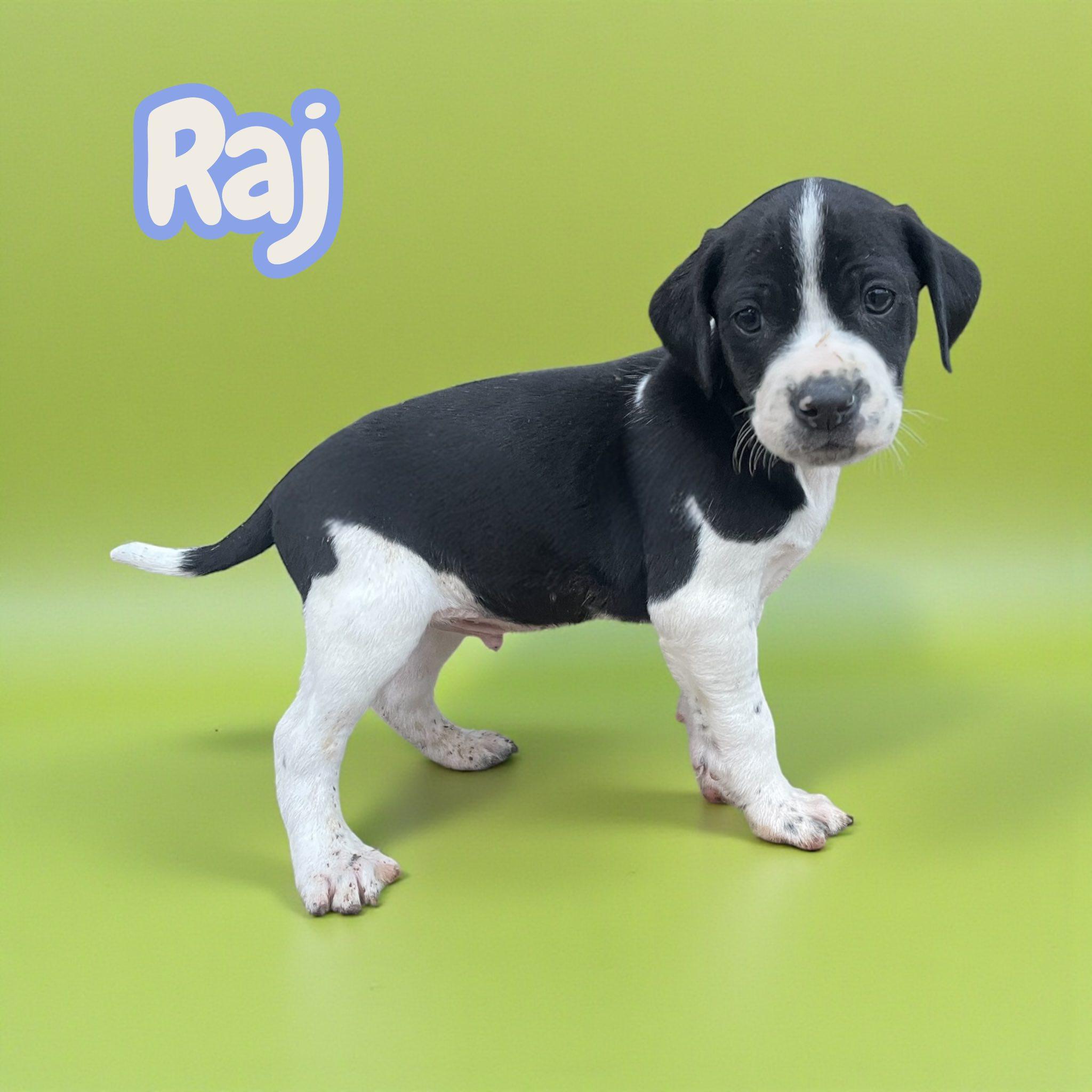 Enlarge Raj (Big Bang Litter), a Adoptable mixed breed in Charlotte, NC image 1/3