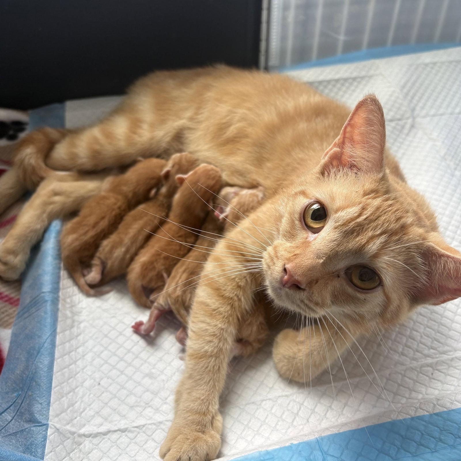 Mango (mb) plus 4, Adoptable, Adult Female Domestic Short Hair.