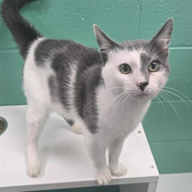 Enlarge BREAD STICK, a Adoptable Domestic Short Hair in Easton, MD image 1/1