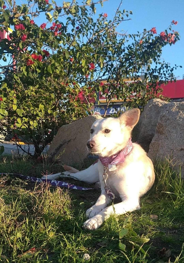 Mia, a Adoptable Carolina Dog in Chula Vista, CA image 1/6