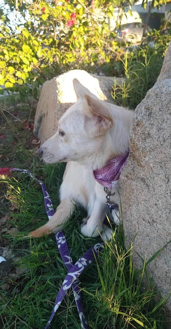 Mia, a Adoptable Carolina Dog in Chula Vista, CA image 2/6