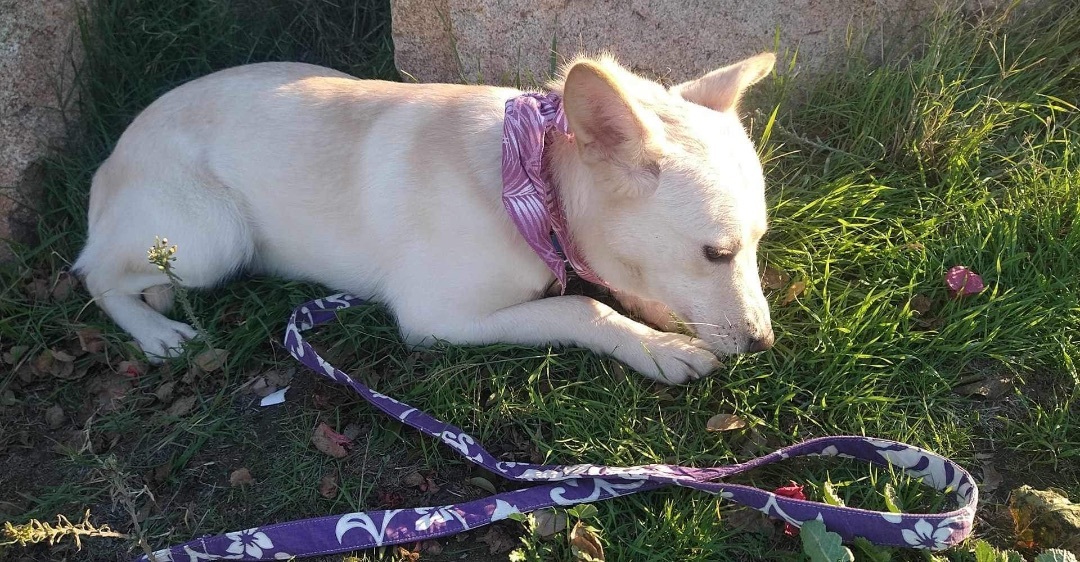 Mia, a Adoptable Carolina Dog in Chula Vista, CA image 3/6