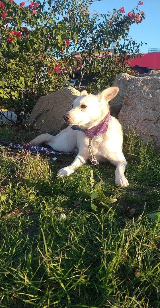 Mia, a Adoptable Carolina Dog in Chula Vista, CA image 5/6