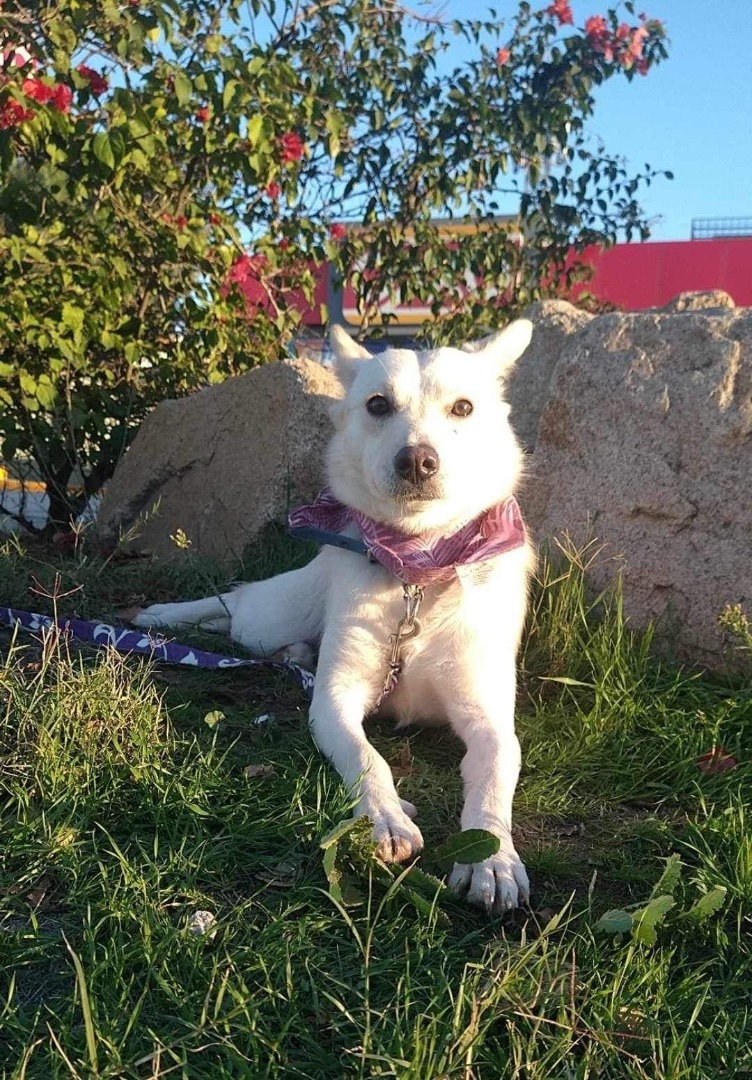 Mia, a Adoptable Carolina Dog in Chula Vista, CA image 6/6