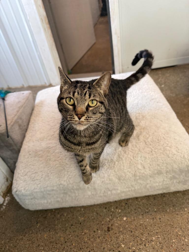 Tiger - SPONSORED, Adoptable, Adult Male Domestic Short Hair.