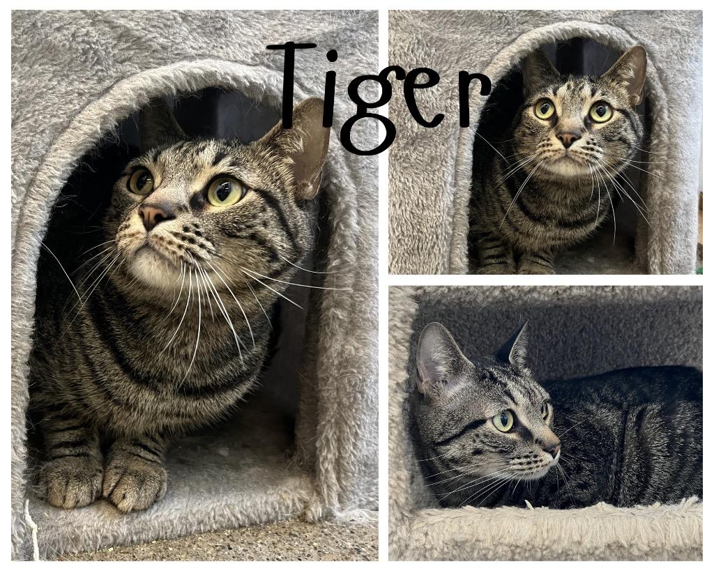 Enlarge Tiger - SPONSORED, a Adoptable mixed breed in Pierceton, IN image 2/6