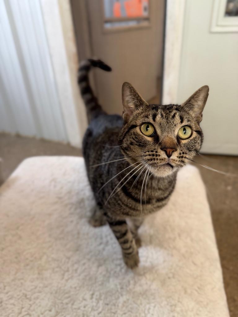 Enlarge Tiger - SPONSORED, a Adoptable mixed breed in Pierceton, IN image 3/6