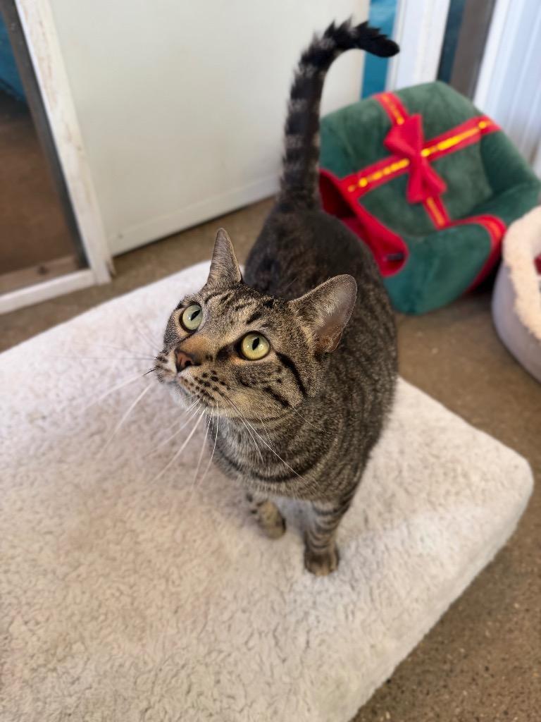 Enlarge Tiger - SPONSORED, a Adoptable mixed breed in Pierceton, IN image 4/6