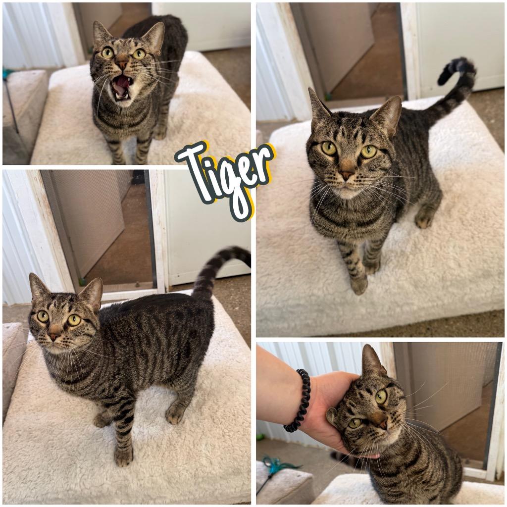Enlarge Tiger - SPONSORED, a Adoptable mixed breed in Pierceton, IN image 5/6