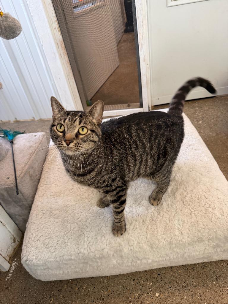 Enlarge Tiger - SPONSORED, a Adoptable mixed breed in Pierceton, IN image 6/6