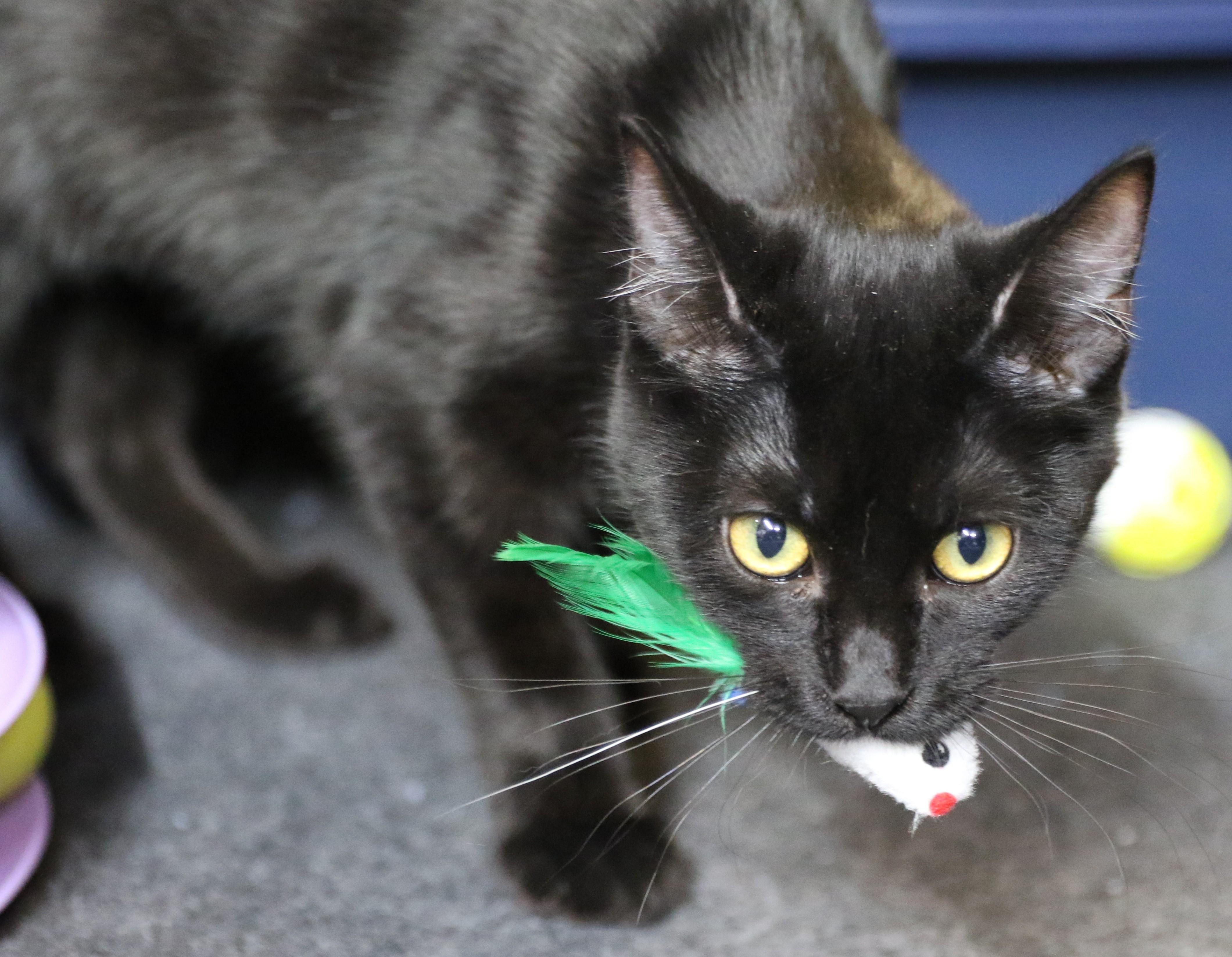 Rowan, Adoptable, Young Female Domestic Short Hair.