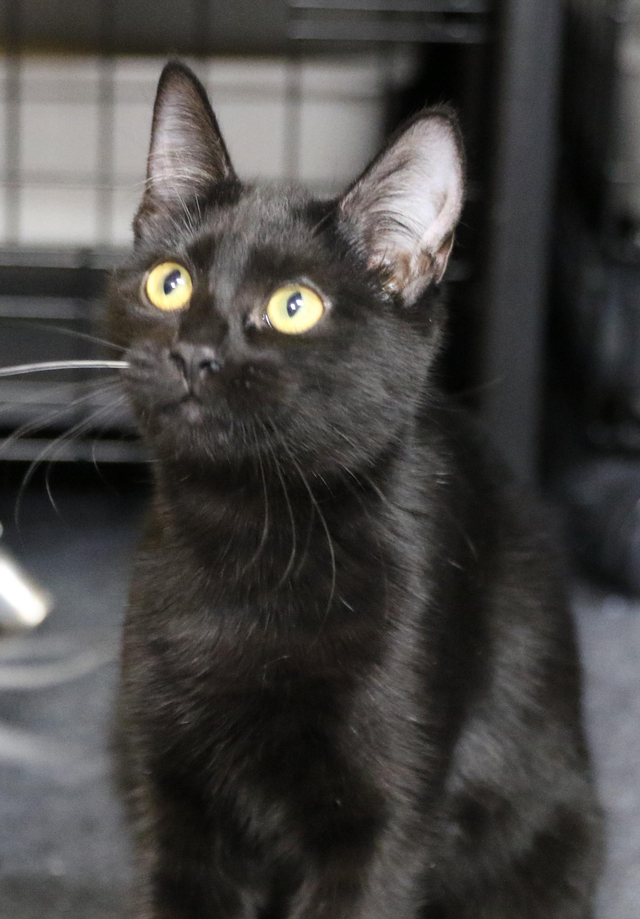 Rowan, an adoptable Domestic Short Hair in Cut Bank, MT, 59427 | Photo Image 1