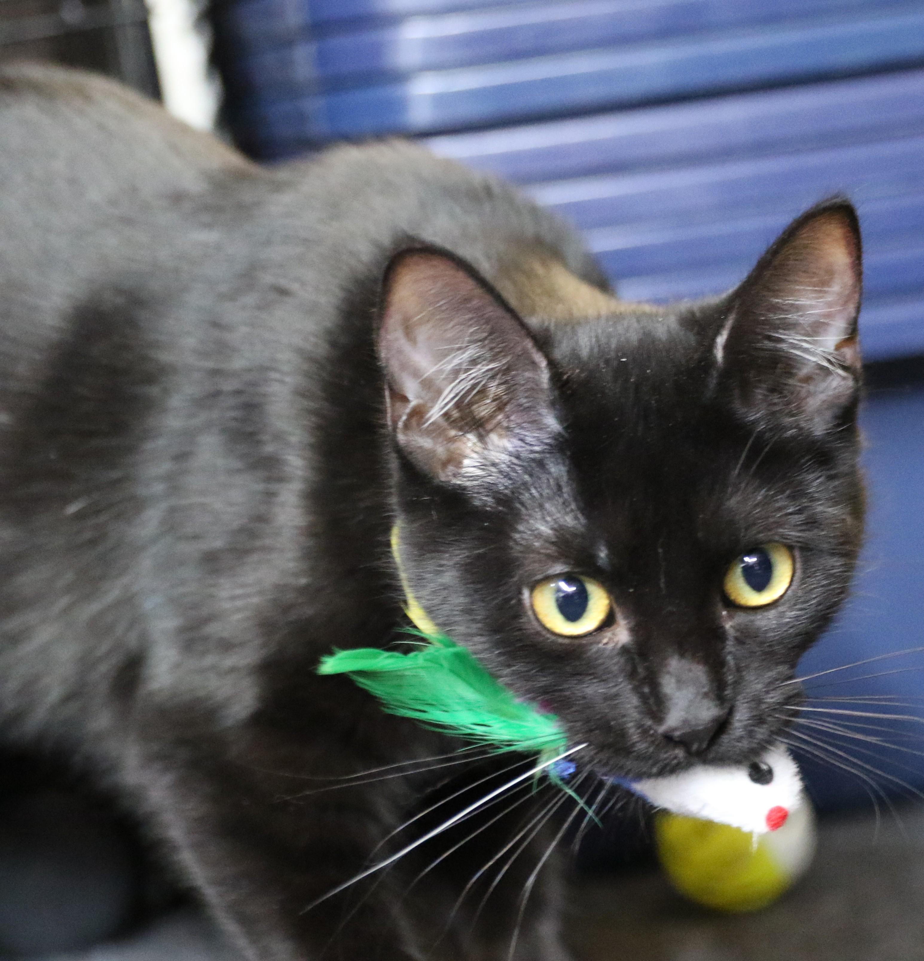 Rowan, a Adoptable Domestic Short Hair in Cut Bank, MT image 3/4