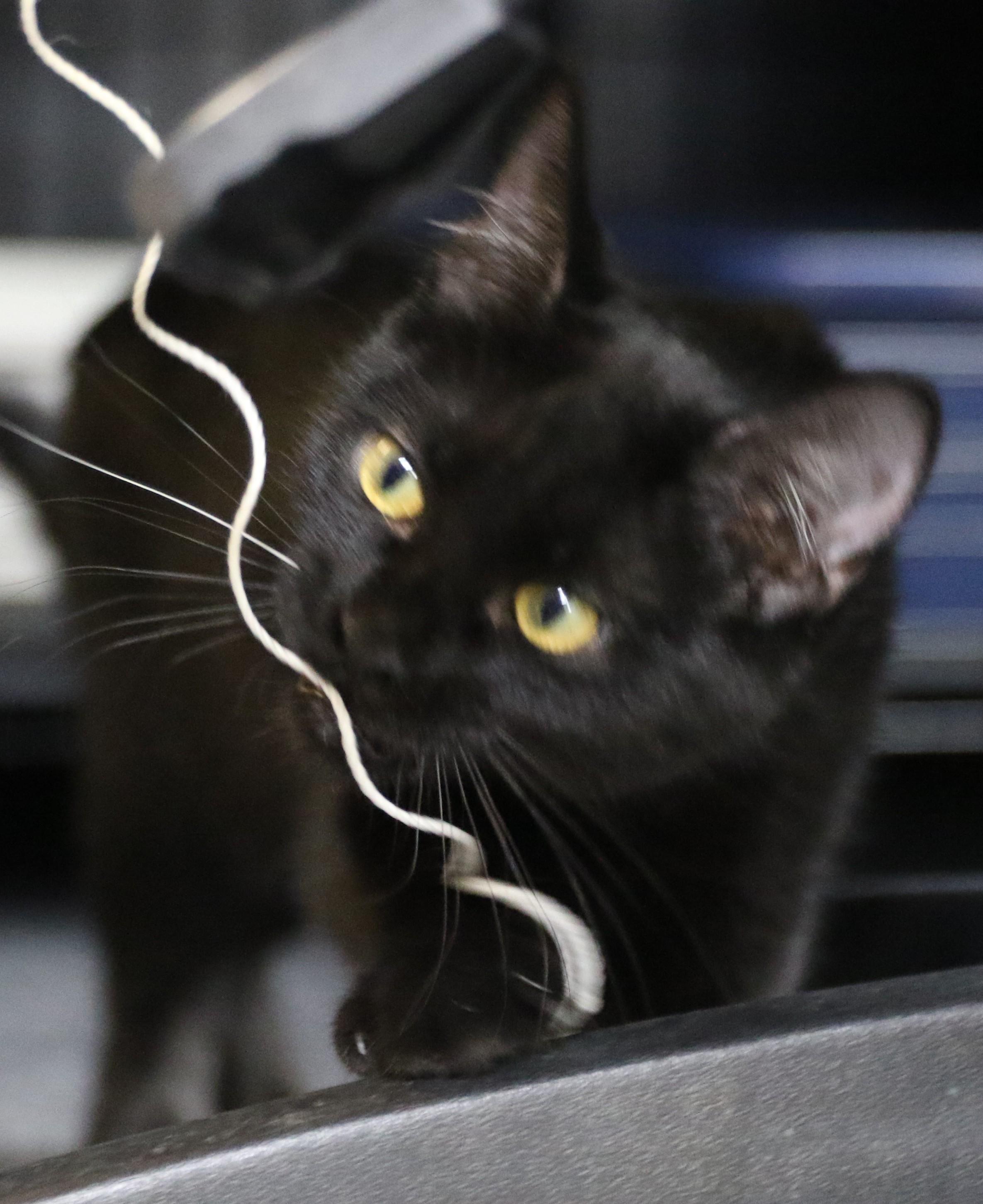 Rowan, a Adoptable Domestic Short Hair in Cut Bank, MT image 4/4