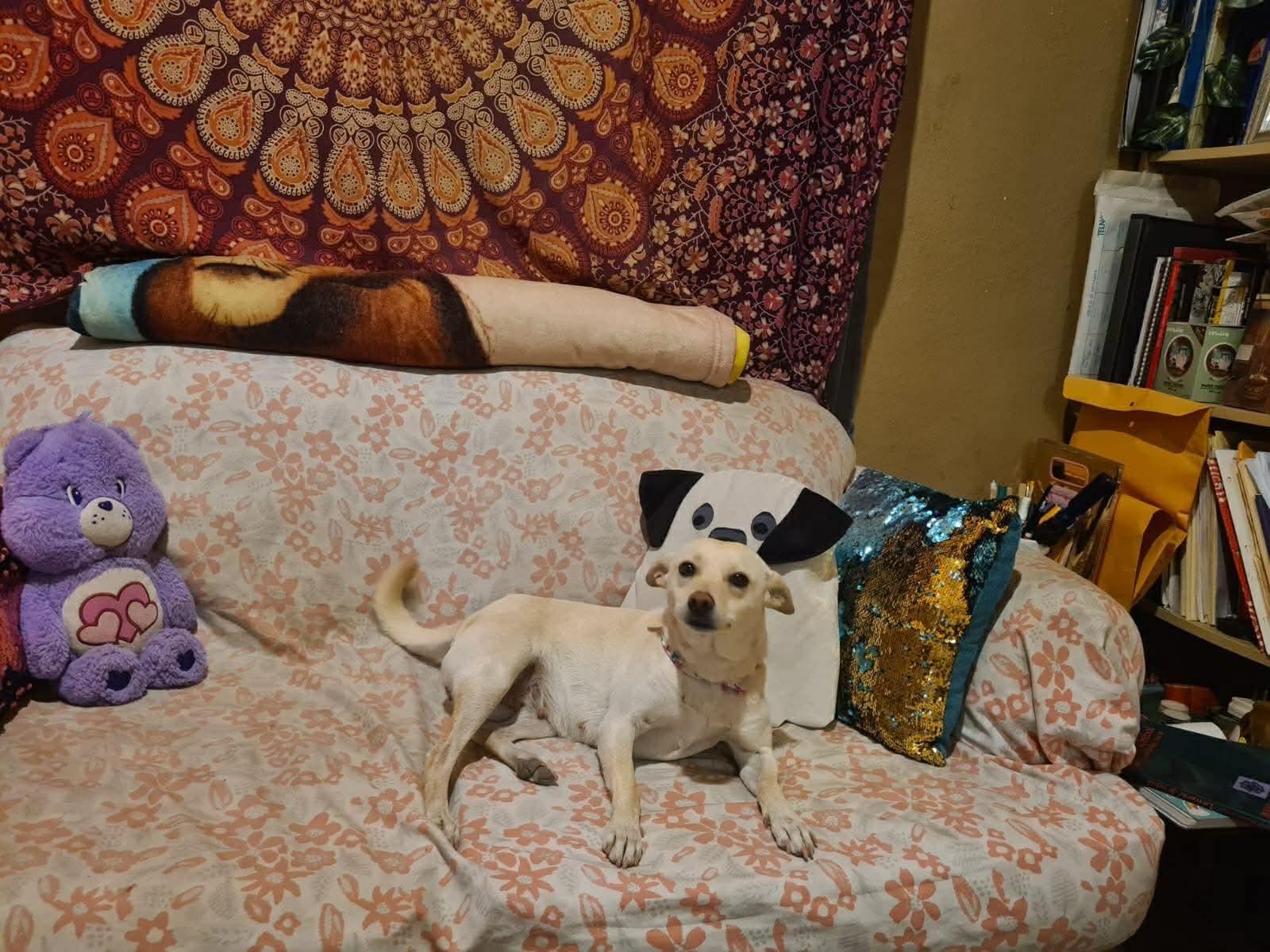 Enlarge Elf, a Adoptable Mixed Breed in Puyallup, WA image 3/3