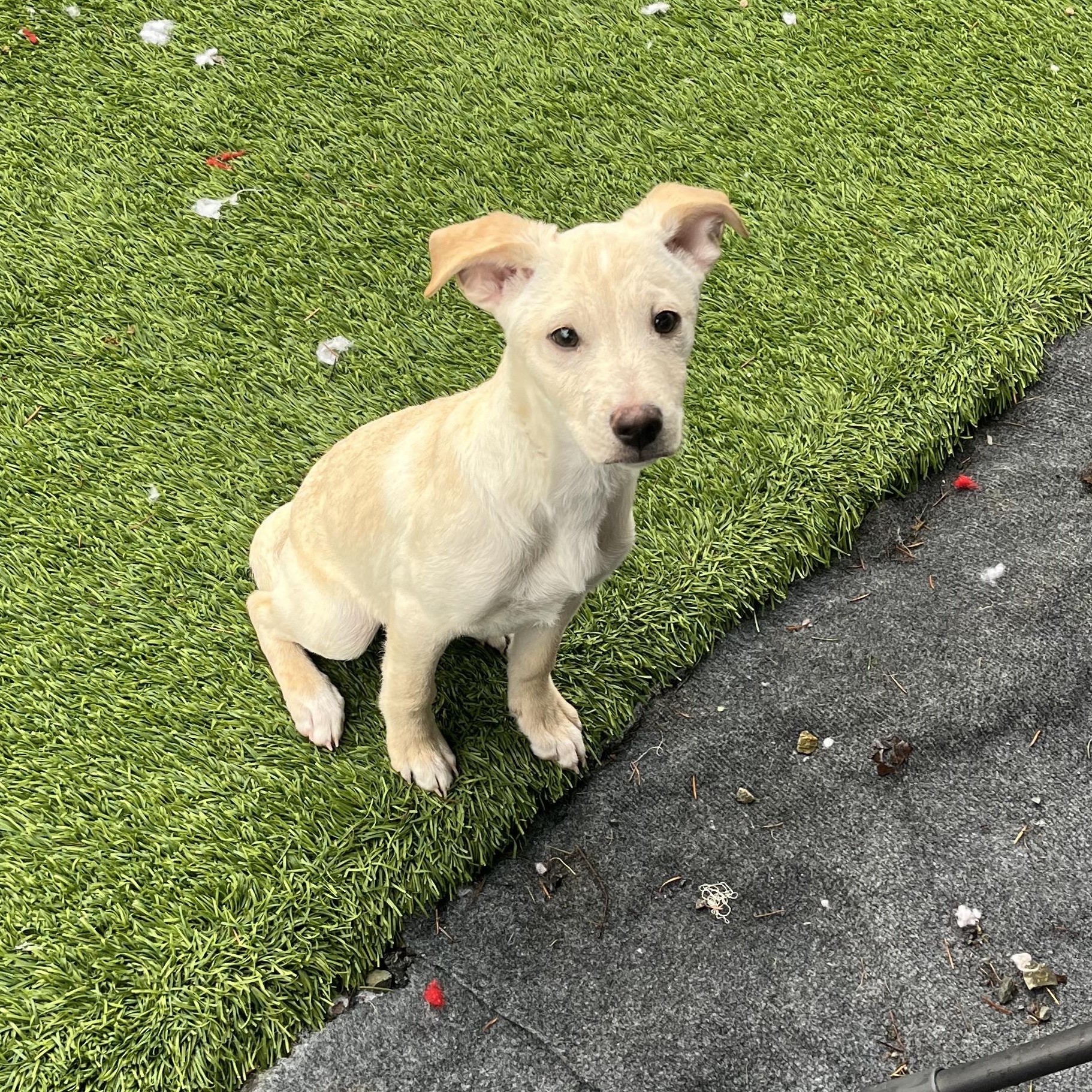 Enlarge Elf, a Adoptable Mixed Breed in Puyallup, WA image 1/3