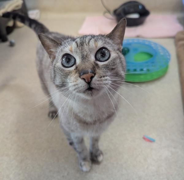 Elsa, Adoptable, Senior Female Siamese.