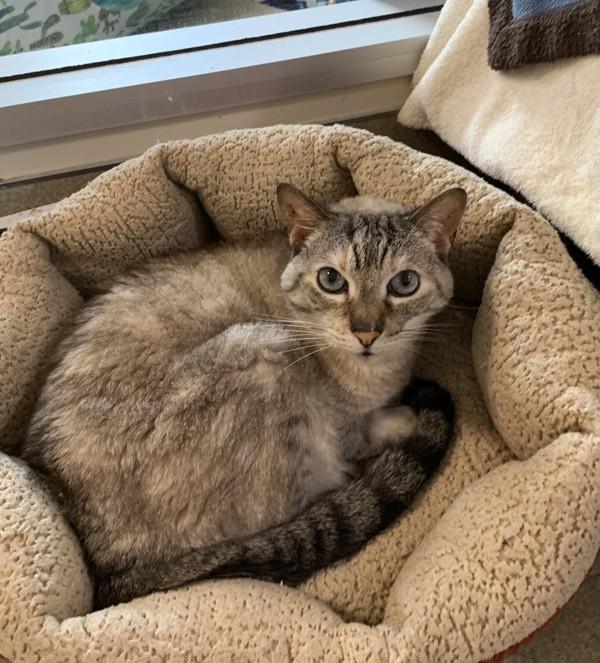 Enlarge Elsa, a Adoptable mixed breed in Santa Rosa, CA image 2/2