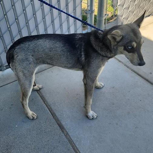 26-810, Adoptable, Young Female Cattle Dog & Husky.