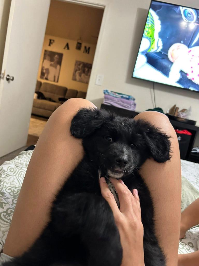 Enlarge Rocky, a Adoptable mixed breed in Mesa, AZ image 1/1