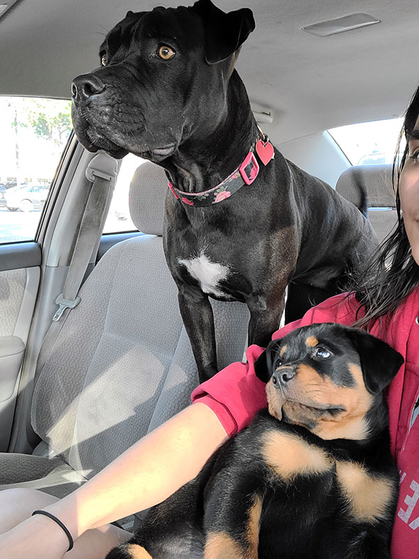 Enlarge Honey  *Courtesy post. Out of town pet. See below for details*, a Adoptable Pit Bull Terrier in Eagle, ID image 4/5