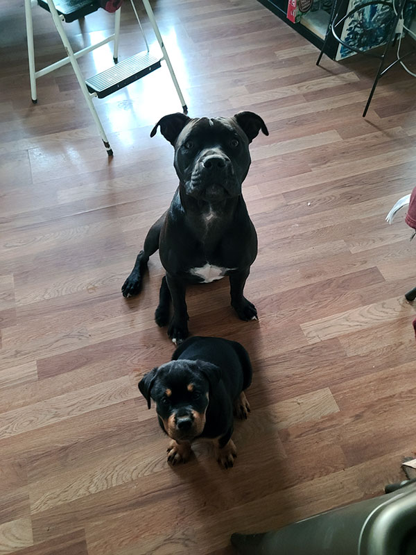 Honey *Courtesy post. Out of town pet. See below for details*, Adoptable, Adult Female Pit Bull Terrier.