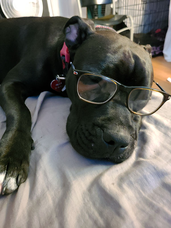 Enlarge Honey  *Courtesy post. Out of town pet. See below for details*, a Adoptable Pit Bull Terrier in Eagle, ID image 2/5