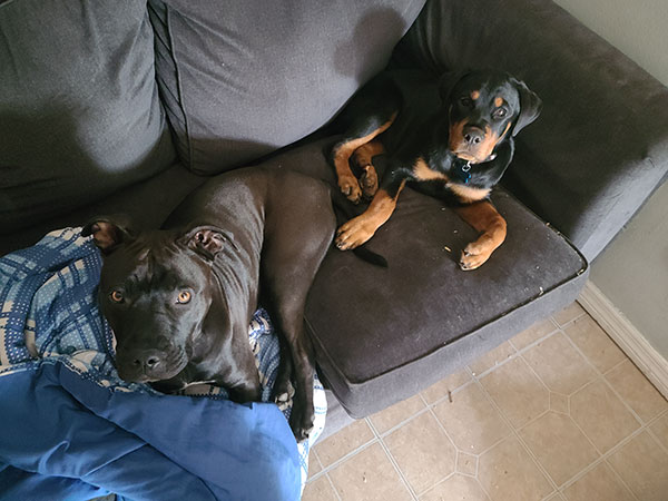 Enlarge Honey  *Courtesy post. Out of town pet. See below for details*, a Adoptable Pit Bull Terrier in Eagle, ID image 3/5