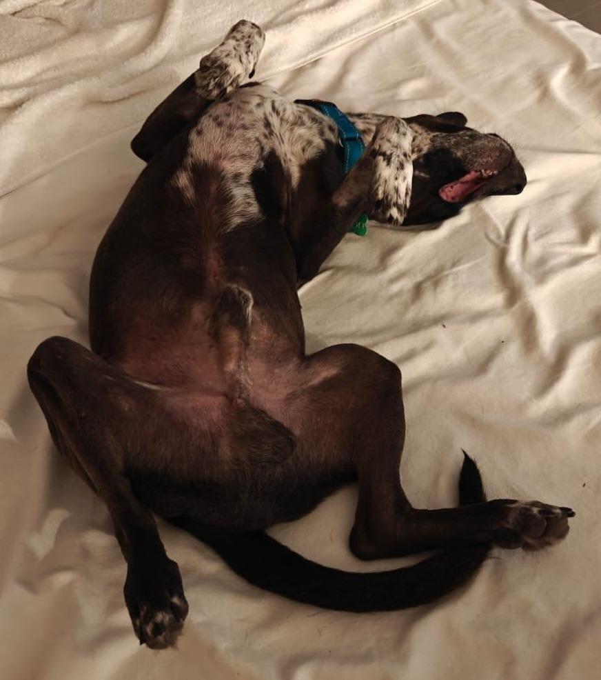 Leon, a Adoptable mixed breed in Seattle, WA image 1/4