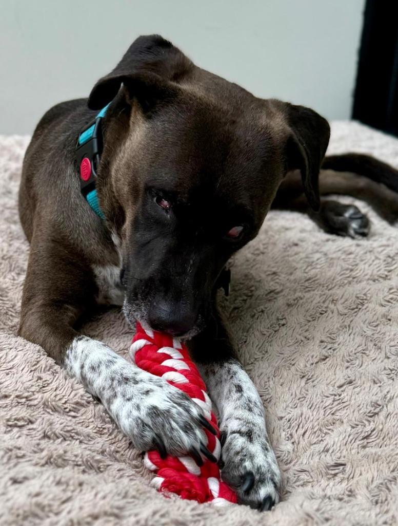 Leon, a Adoptable mixed breed in Seattle, WA image 2/4