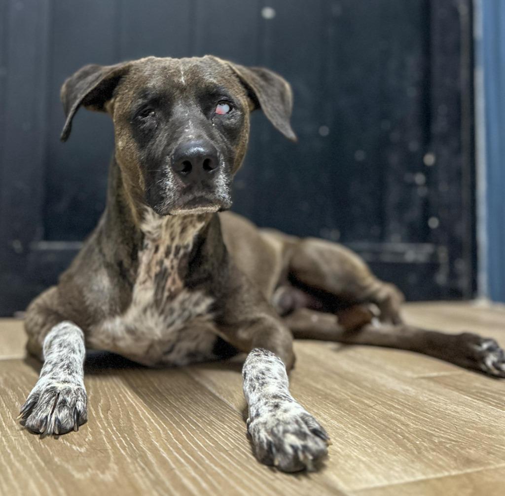 Leon, a Adoptable mixed breed in Seattle, WA image 3/4