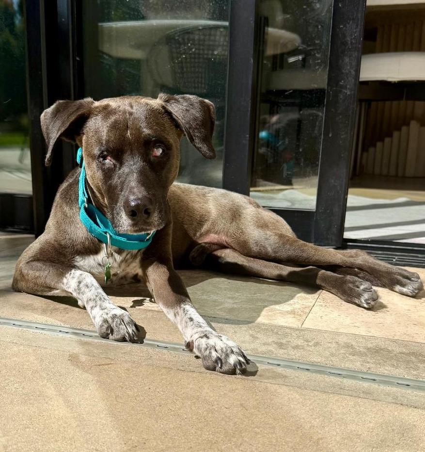 Leon, a Adoptable mixed breed in Seattle, WA image 4/4