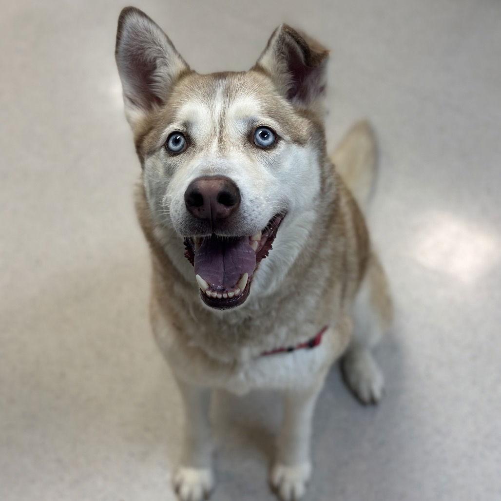 Oso, Adoptable, Senior Male Husky.