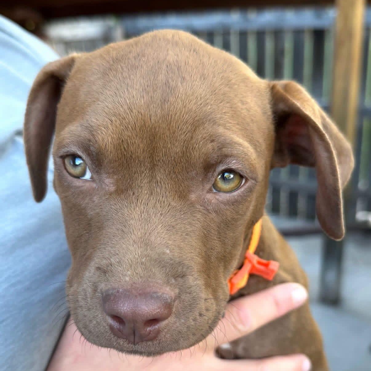 Enlarge Maxi, a Adoptable Mixed Breed in Wilsall, MT image 1/1