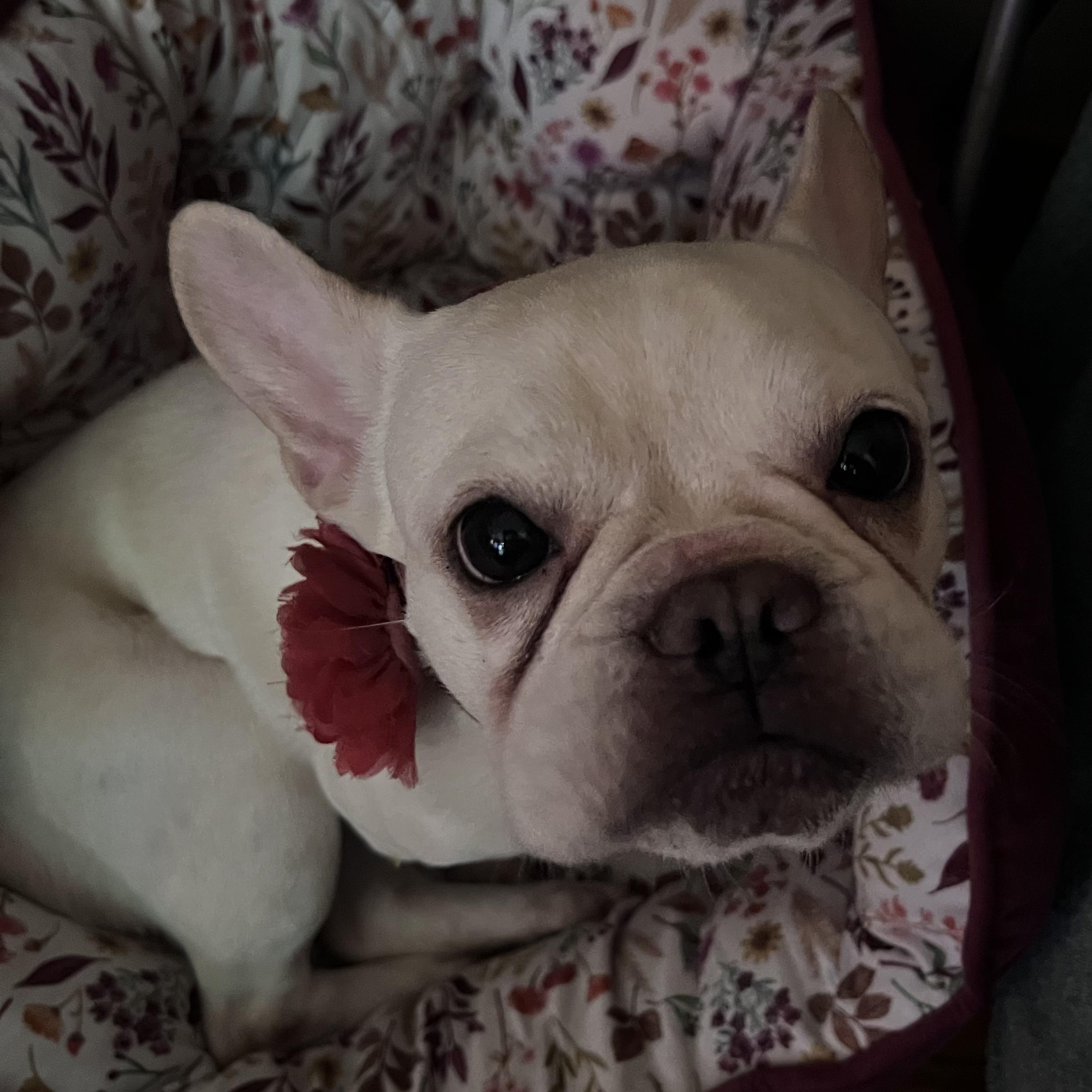 Enlarge Jodie, a Adoptable French Bulldog in Burlington, VT image 1/6
