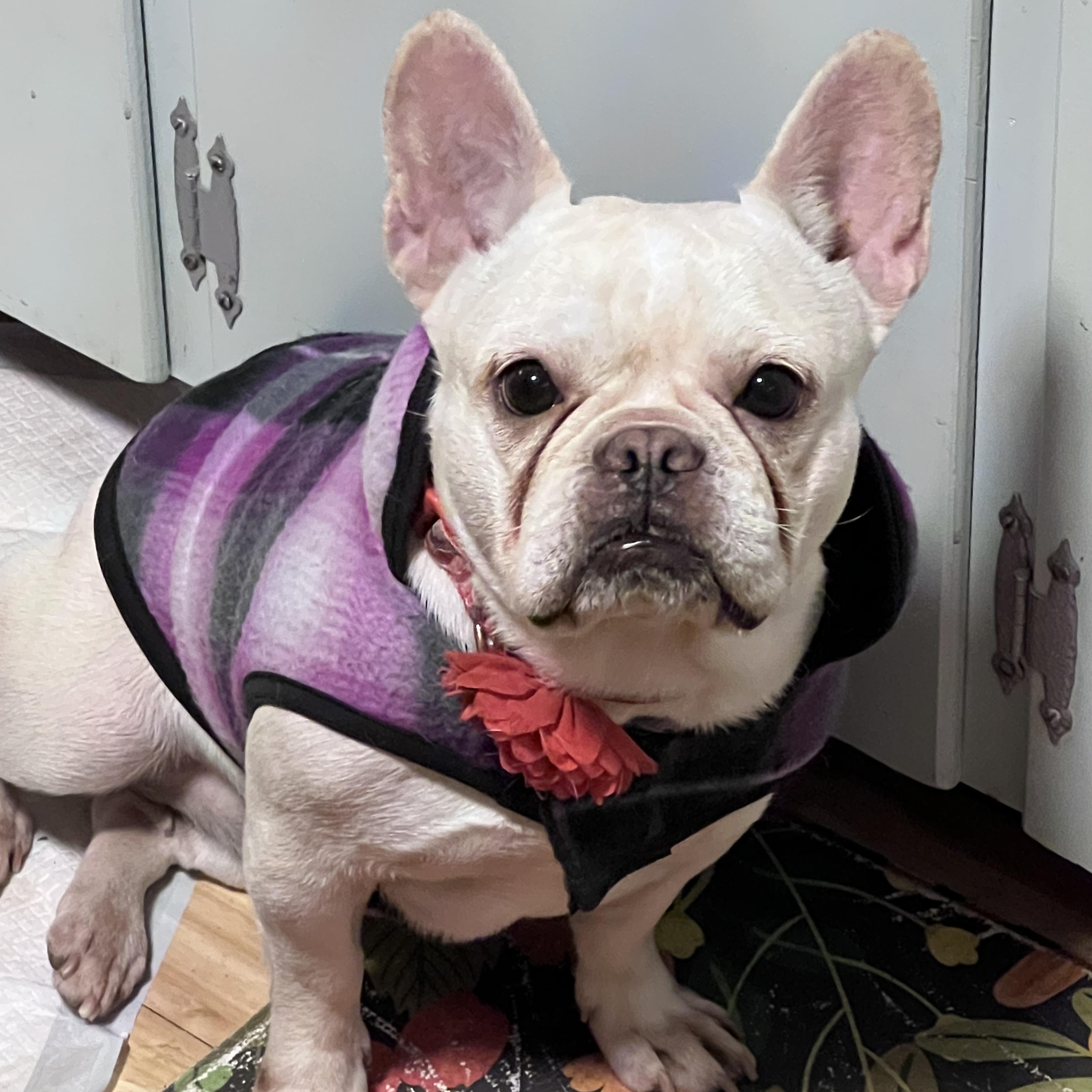 Enlarge Jodie, a Adoptable French Bulldog in Burlington, VT image 5/6