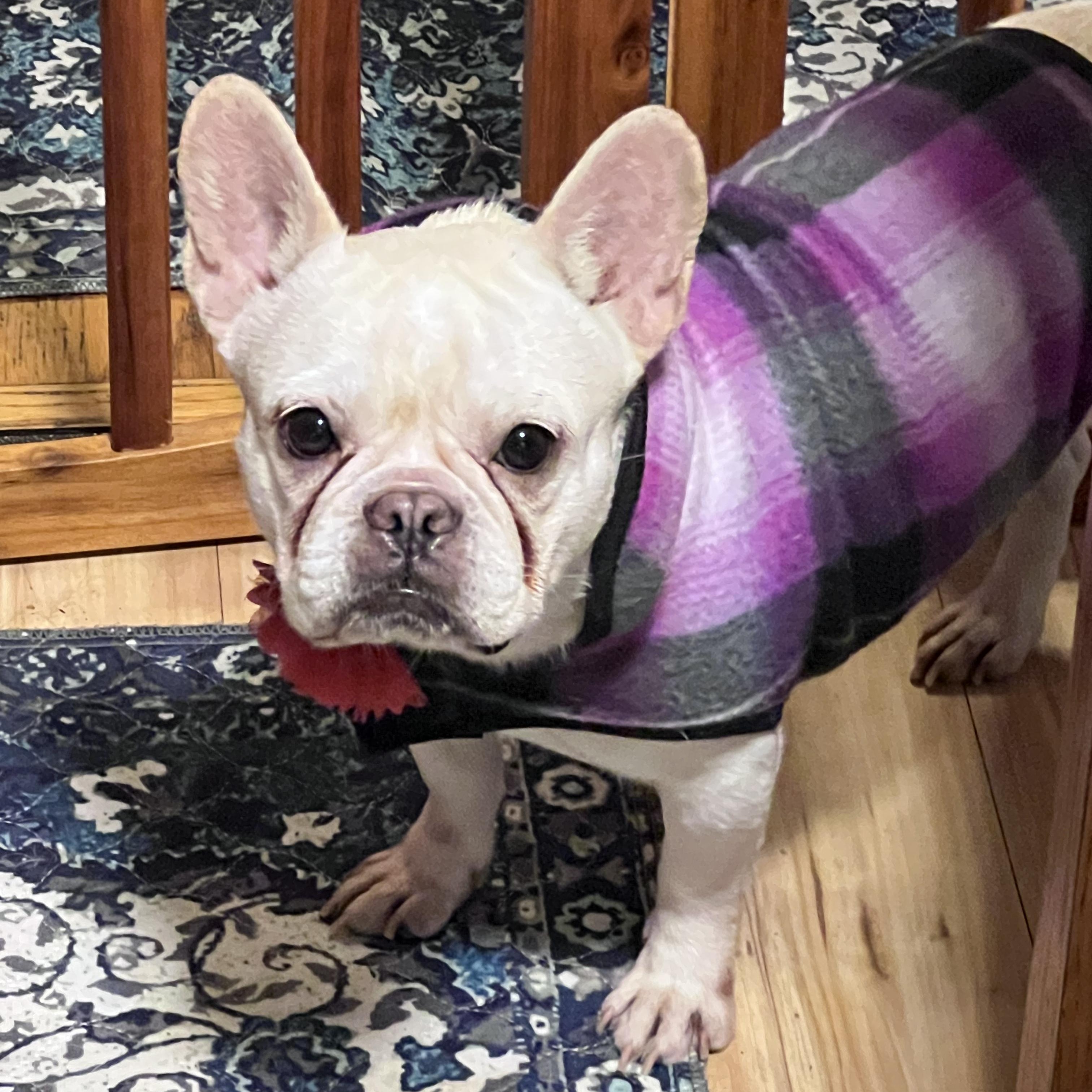 Jodie, Adoptable, Adult Female French Bulldog.