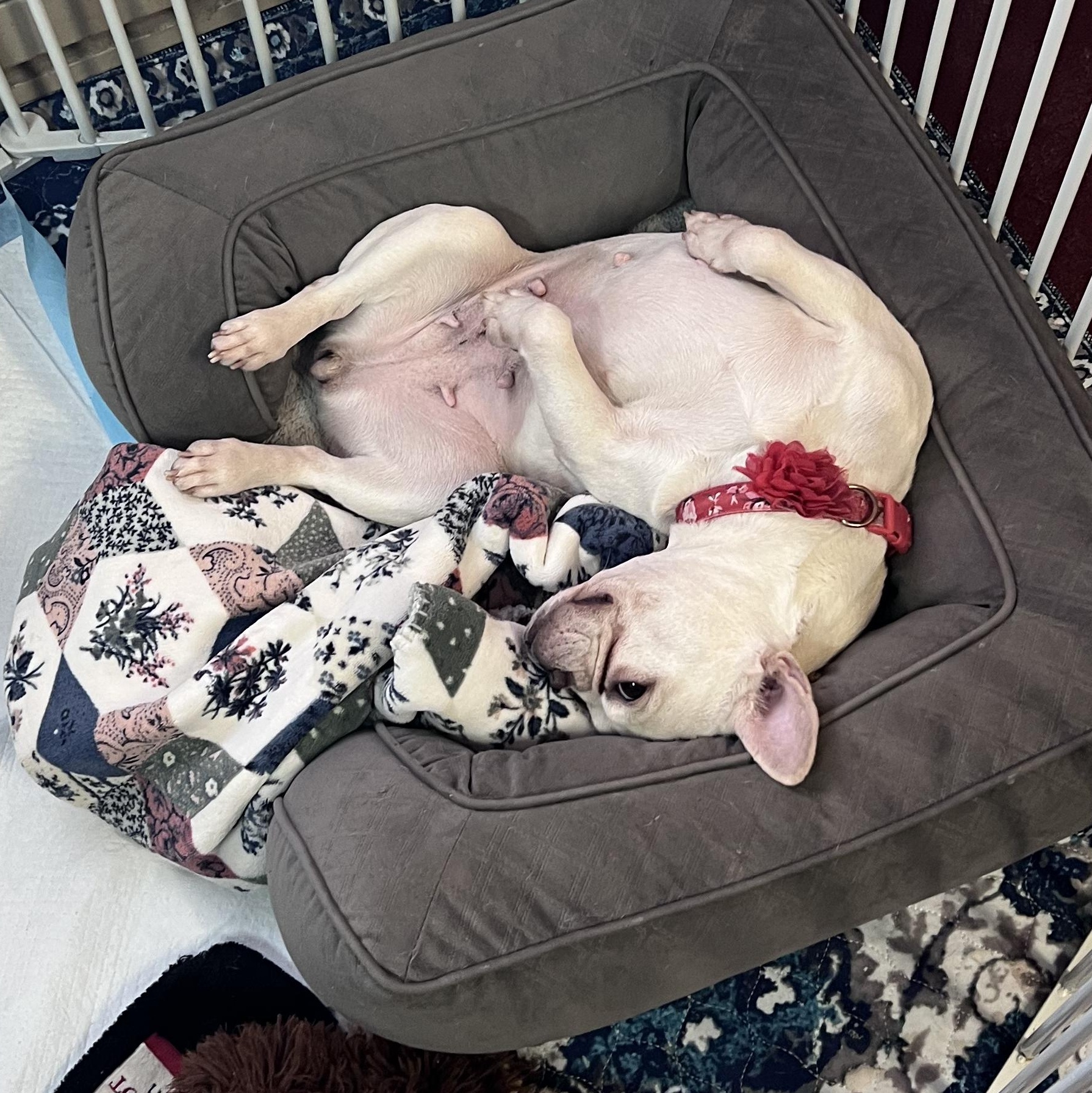 Enlarge Jodie, a Adoptable French Bulldog in Burlington, VT image 3/6